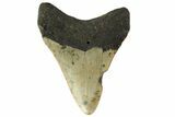 Fossil Megalodon Tooth - North Carolina #152985-2